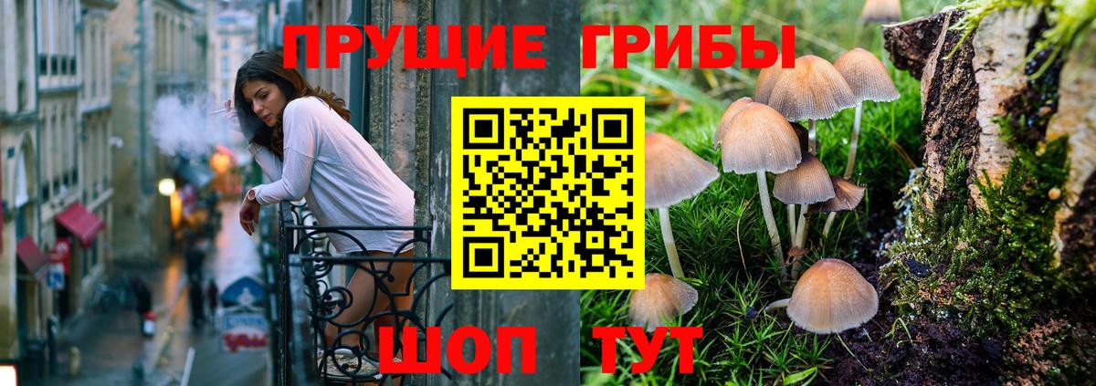 Сокол  Псилоцибиновые грибы Cubensis  Вход с VPN 